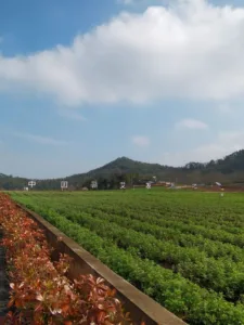 The land where mugwort is grown