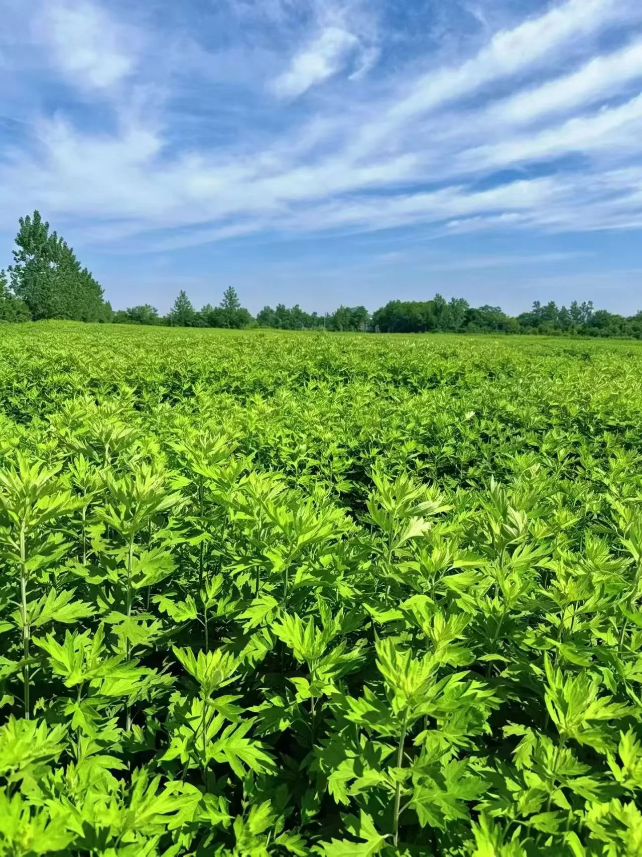 Qichun Moxa's land