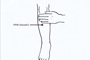 ST36 (Zusanli) Located on the lower leg.