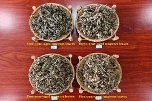 Comparison of one-year, two-year, three-year, and five-year aged mugwort leaves: three-year aged mugwort is generally more suitable for moxibustion.